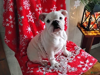 English Bulldog dogs Rayna - Ad 17