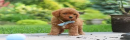 Cavapoo dogs for sale: Tucker - Ad 3