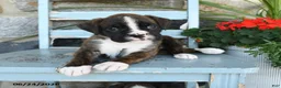 Boxer dogs for sale: Bella   - Ad 3
