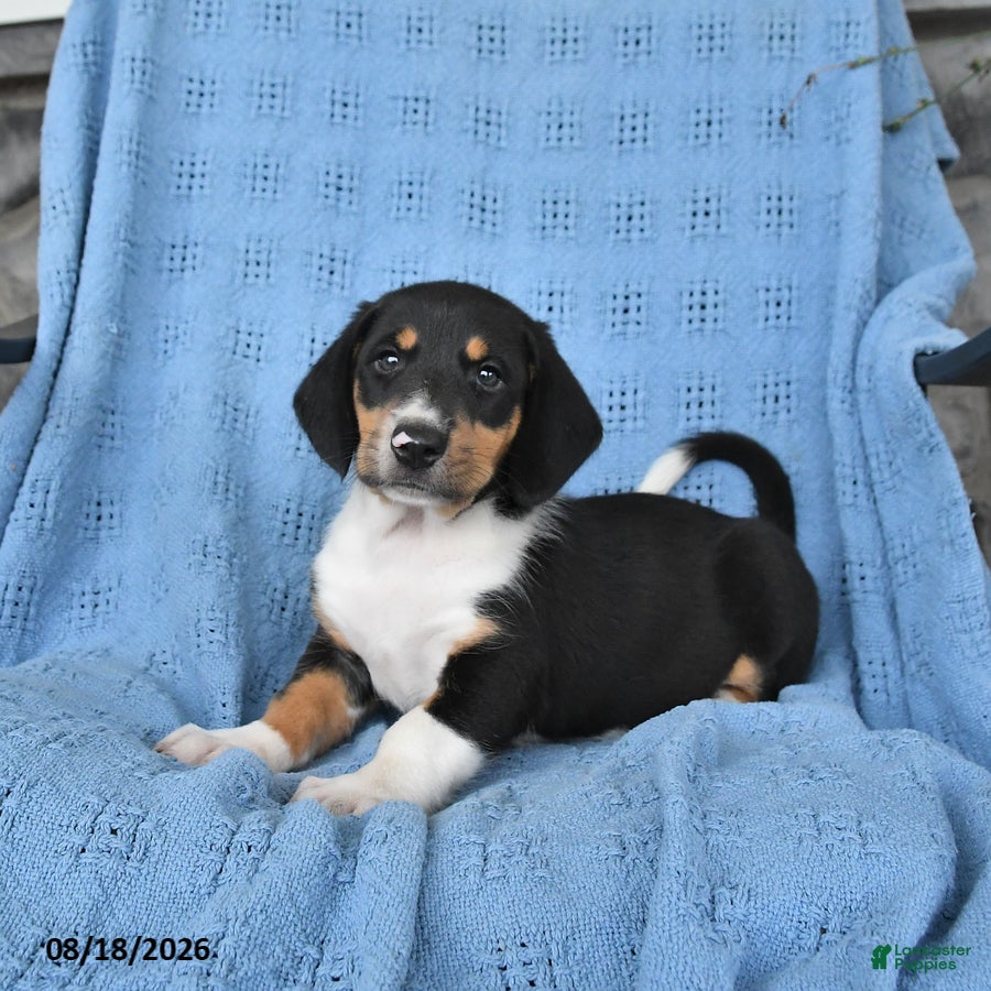 Mixed Breed dogs Pearl - Ad 1
