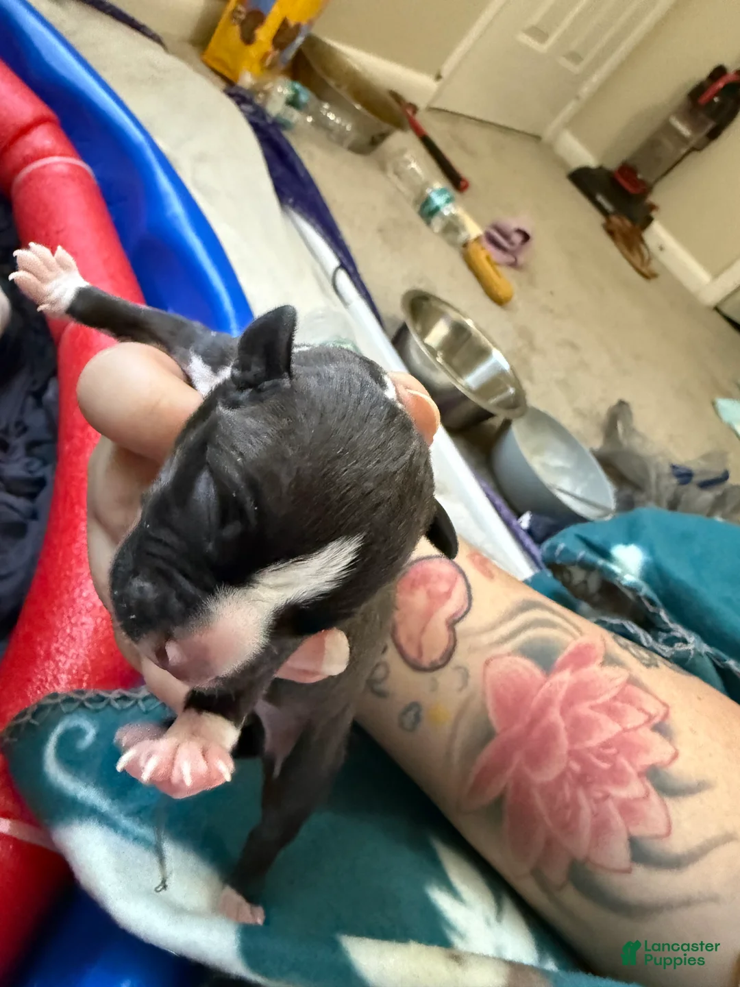 Mixed Breed dogs for sale: Hermes - Ad 1