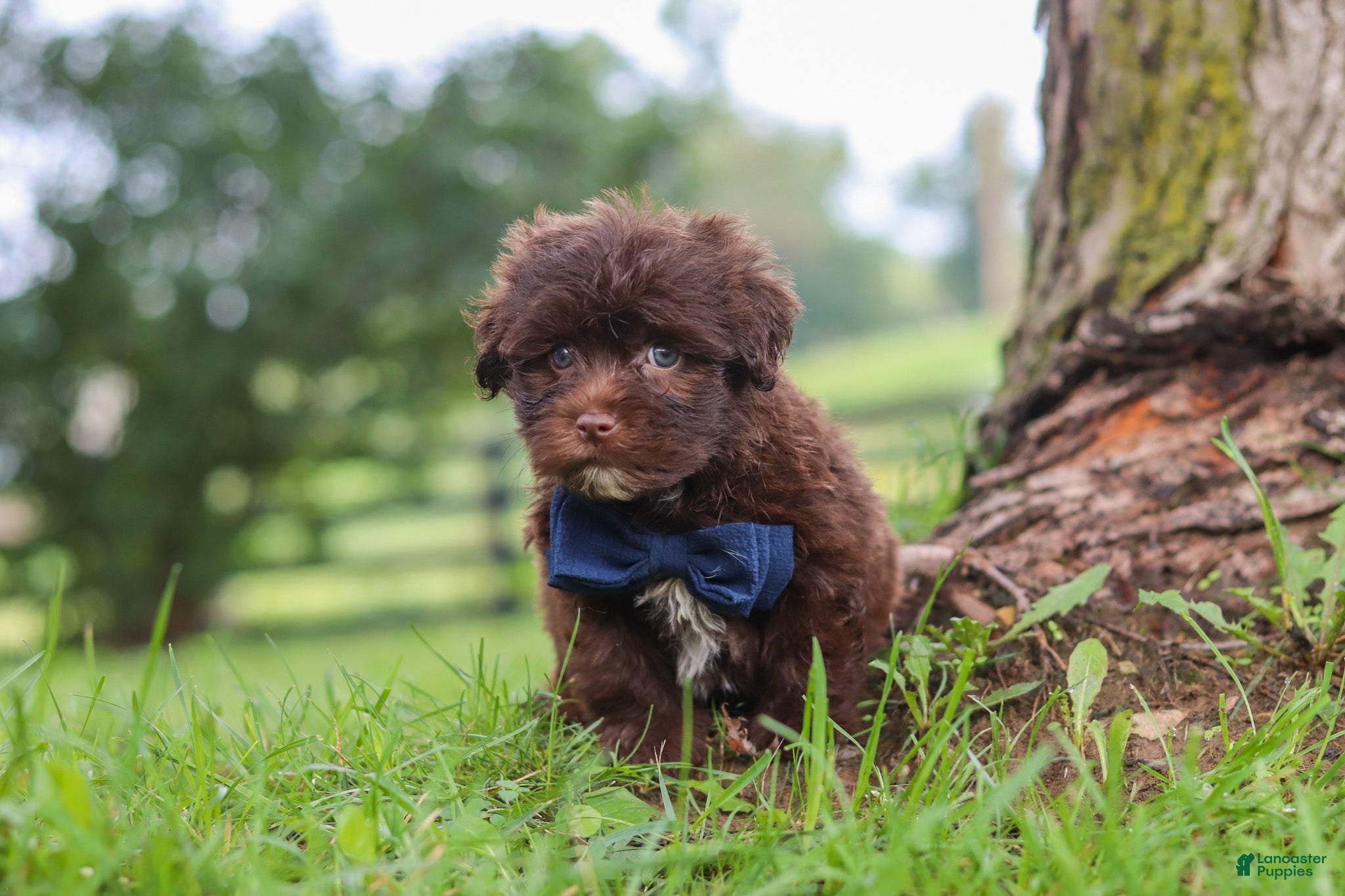 Havanese dogs Arlo - Ad 1