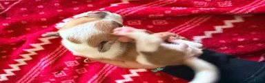 Chihuahua Puppy 5
