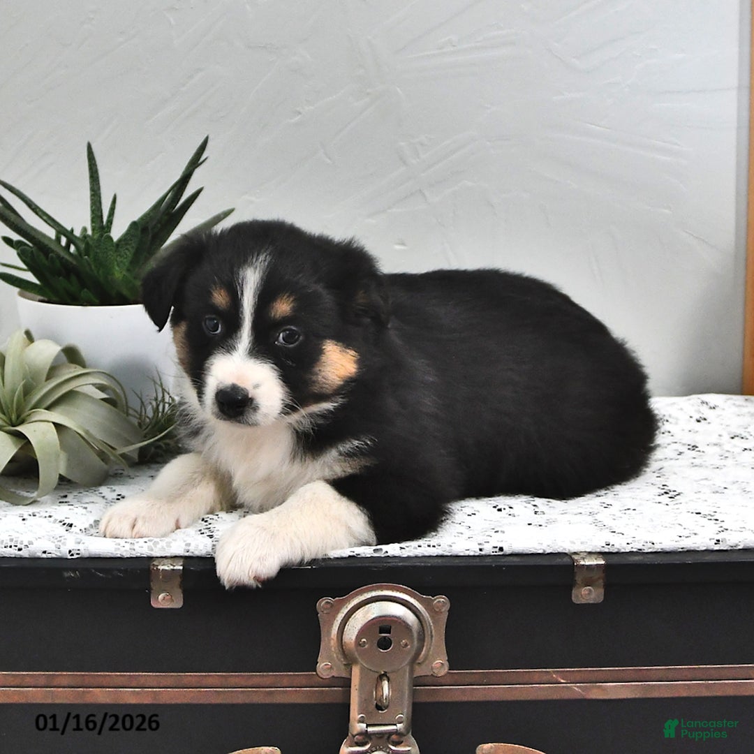 Australian Shepherd dogs for sale: Jenny - Ad 2