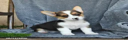 Welsh Corgi Pembroke dogs for sale: Fiona - Ad 4