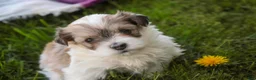 Havanese dogs for sale: Ina Havanese Puppy  - Ad 5
