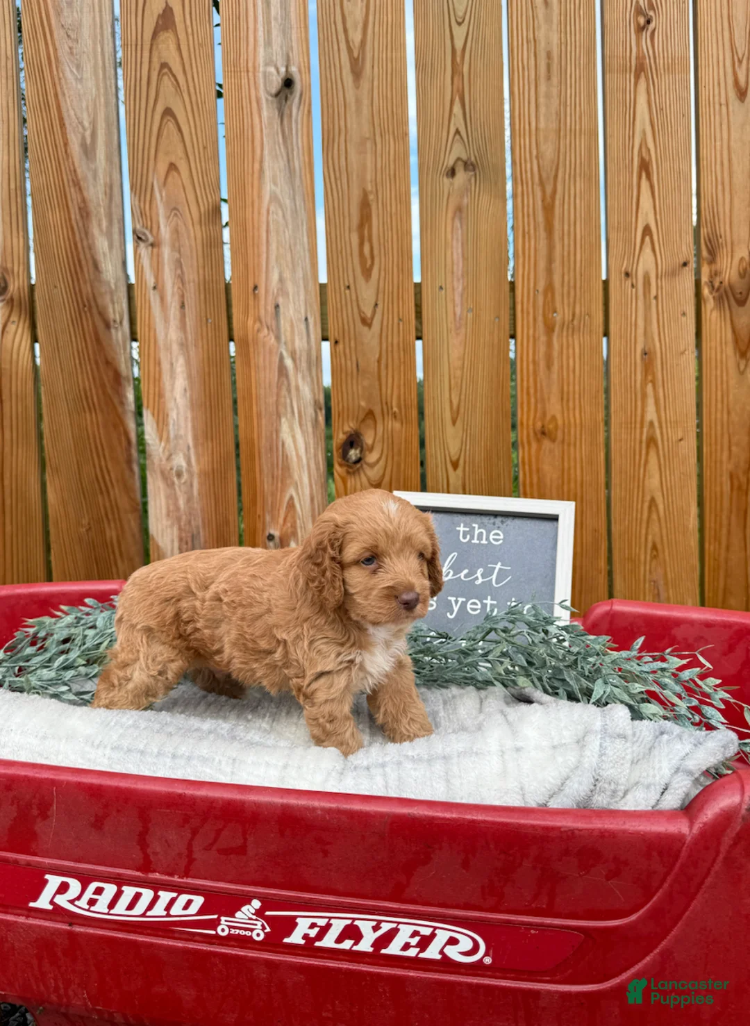 Cockapoo dogs for sale: Bentley - Ad 1