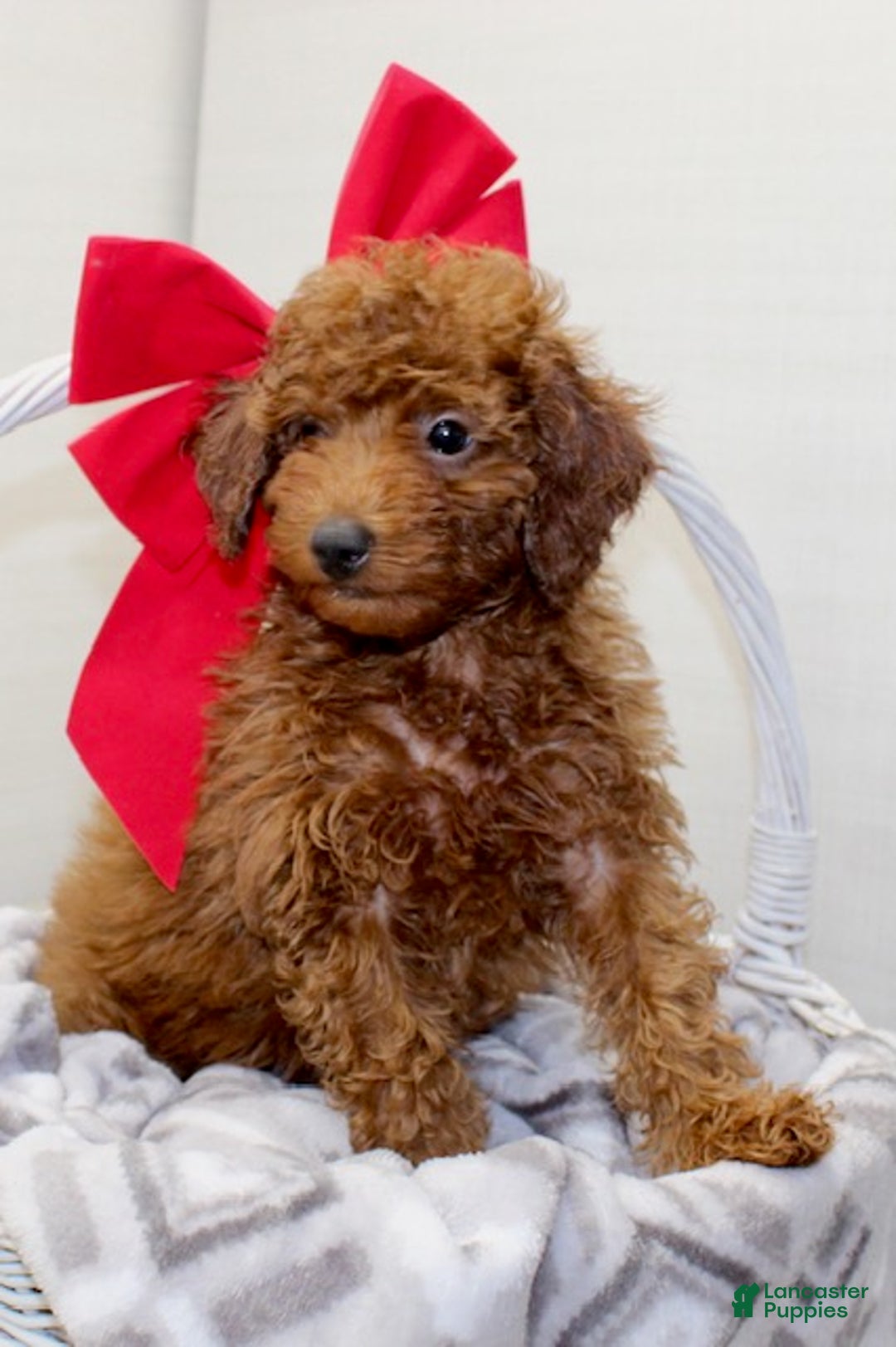 Miniature Poodle dogs for sale: Champ - Ad 3