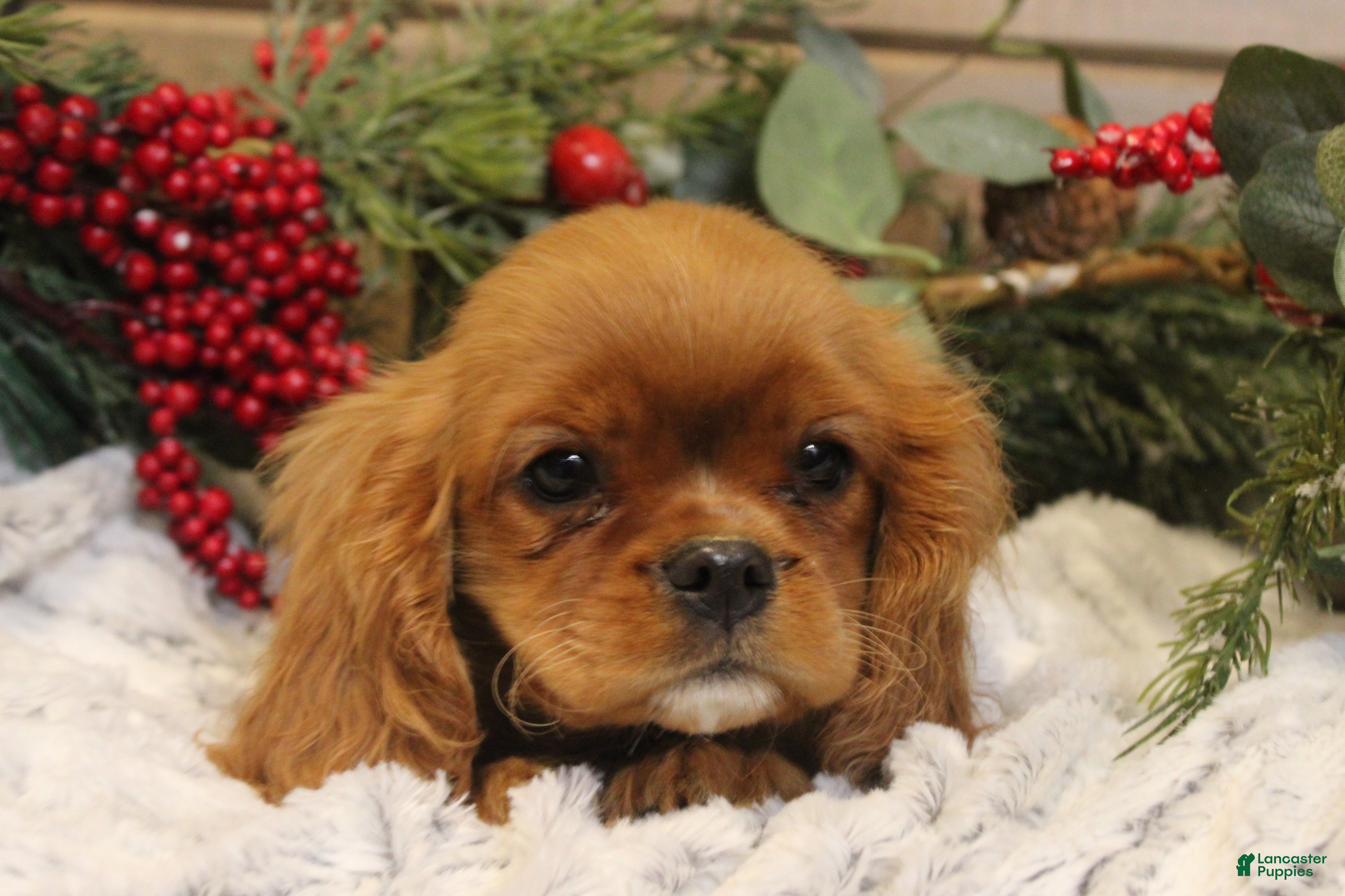 Cavalier King Charles Spaniel dogs Buster - Ad 13