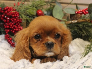 Cavalier King Charles Spaniel dogs Buster - Ad 35