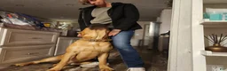 Cane Corso dogs for sale: Cane Corso 2 - Ad 52