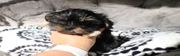 Shorkie dogs for sale: Blair - Ad 3