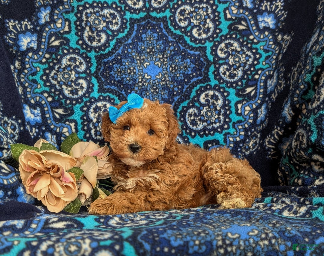 Mini Goldendoodle dogs for sale: Fergie 15 lbs Full grown Hypoallergenic - Ad 4