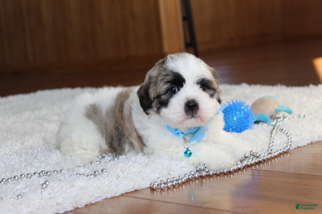 Teddy Bear dogs for sale: Logan - Ad 9