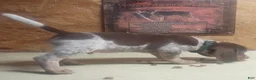 Beagle dogs for sale: JarJar Binx - Ad 4