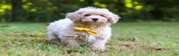 Bichpoo dogs for sale: Caleb - Ad 6