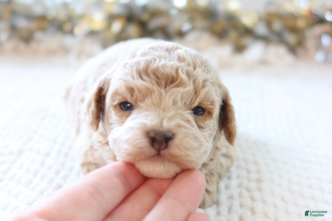 Toy Poodle dogs for sale: Jolly - Ad 10