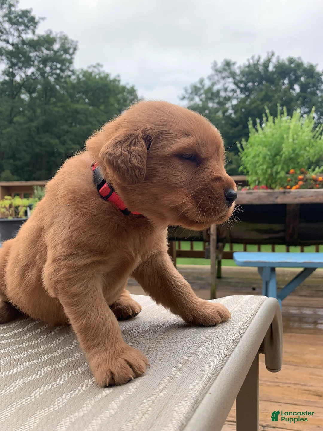 Golden Retriever dogs for sale: Rhea - Ad 2
