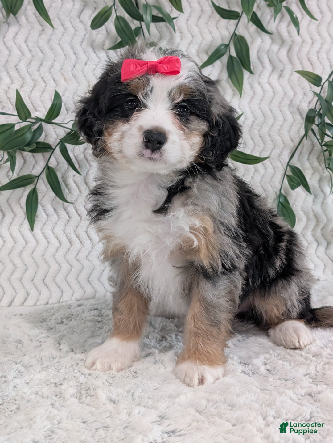 Mini Bernedoodle dogs for sale: Mini Pearl  - Ad 11