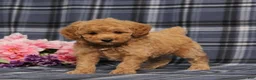 Miniature Poodle dogs for sale: AKC Quack - Ad 1