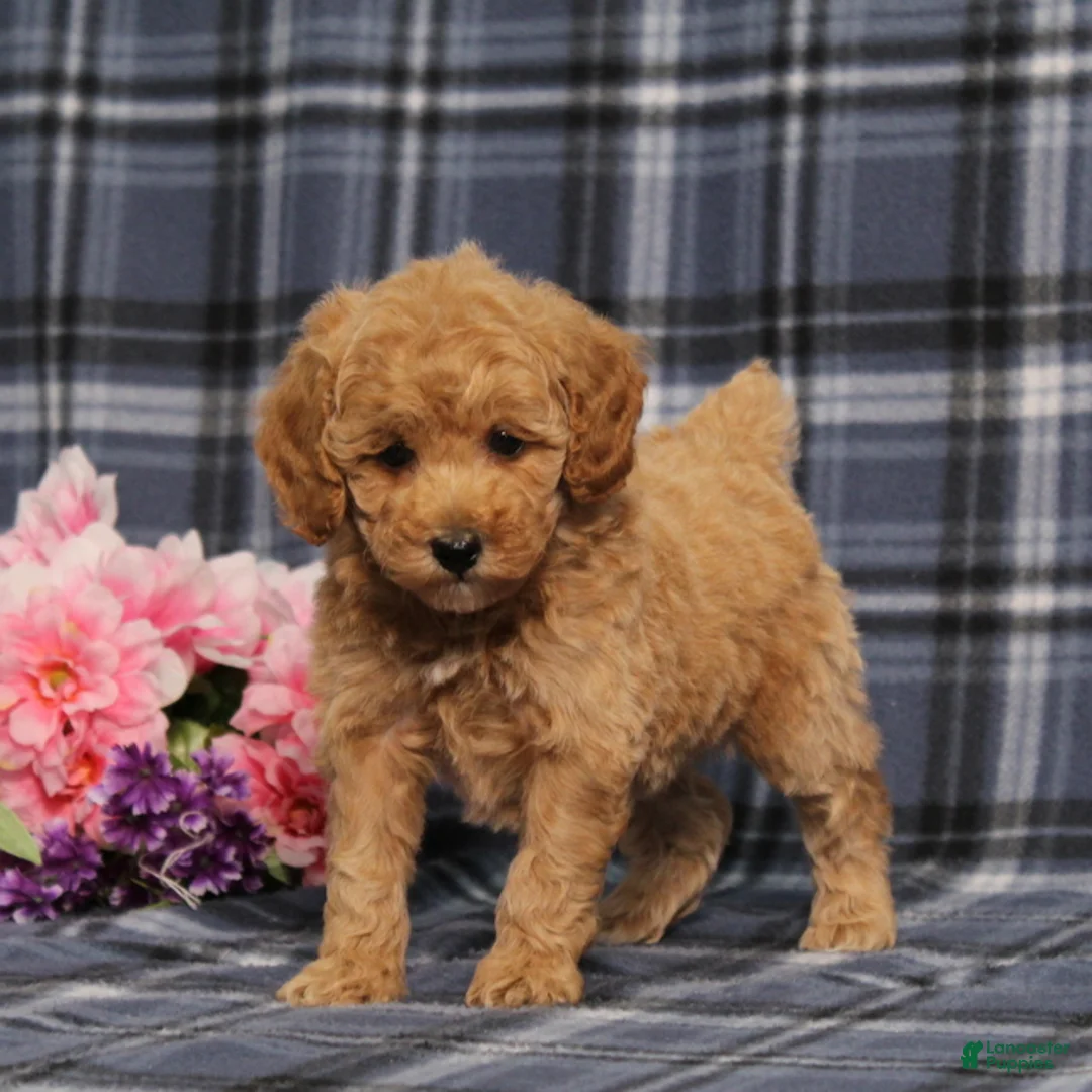 Miniature Poodle dogs for sale: AKC Quack - Ad 1