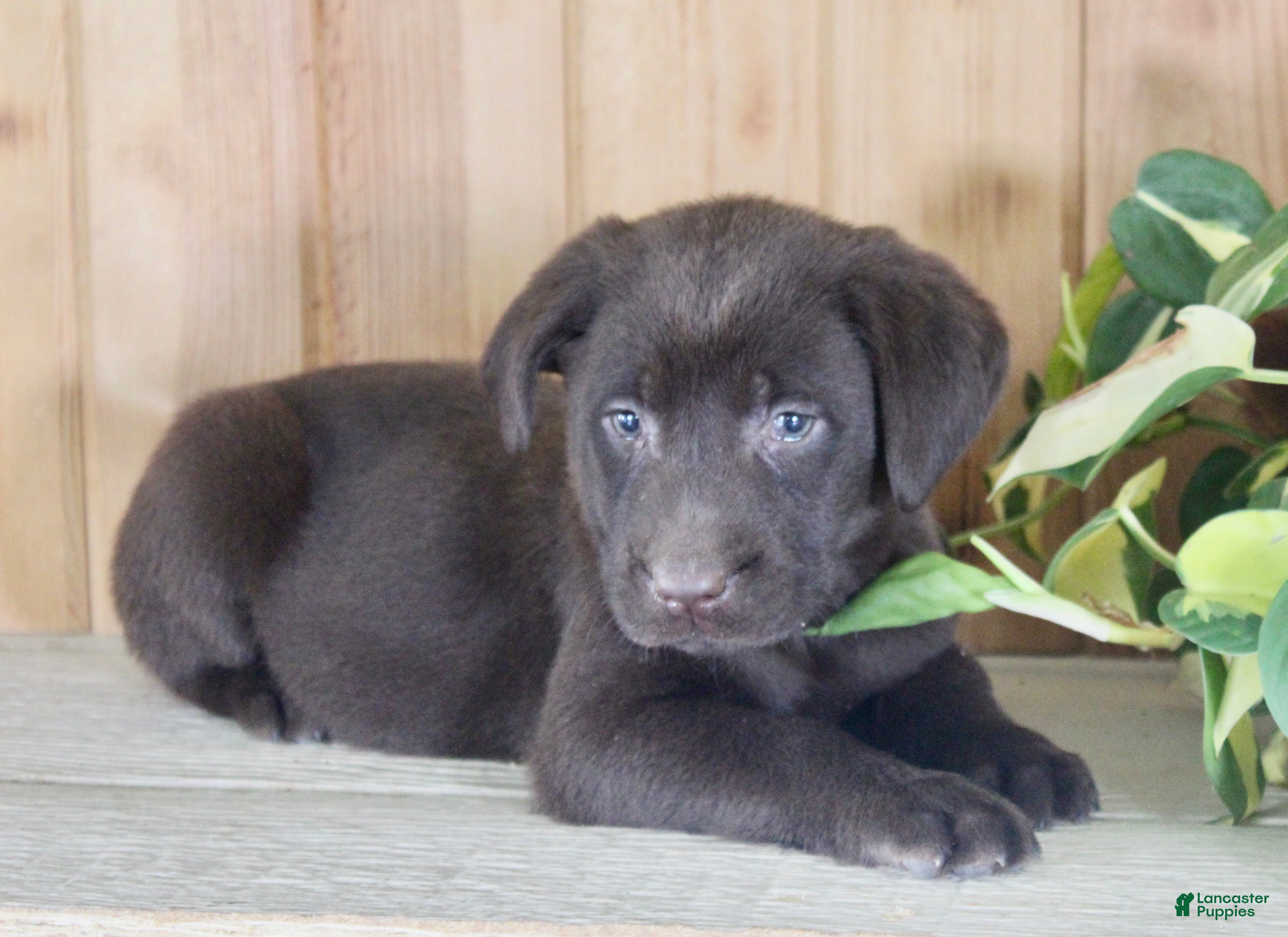 Labrador Retriever dogs Tulip - Ad 2