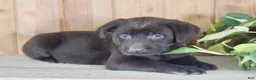 Labrador Retriever dogs for sale: Tulip - Ad 2