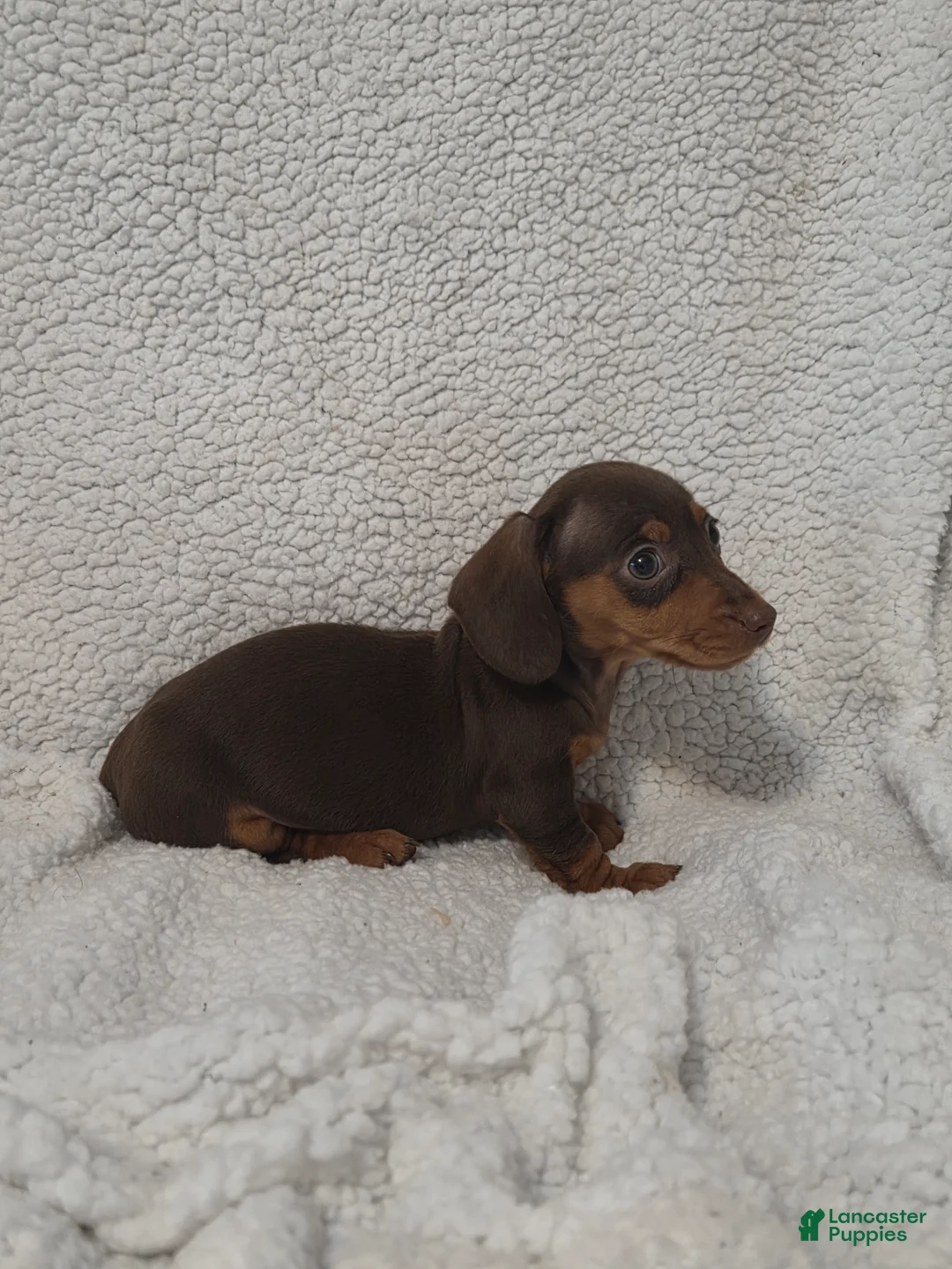 Miniature Dachshund dogs for sale: Miniature Dachshund Puppy 4 - Ad 3