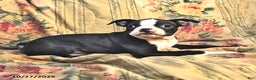 Boston Terrier dogs for sale: Murphy - Ad 6