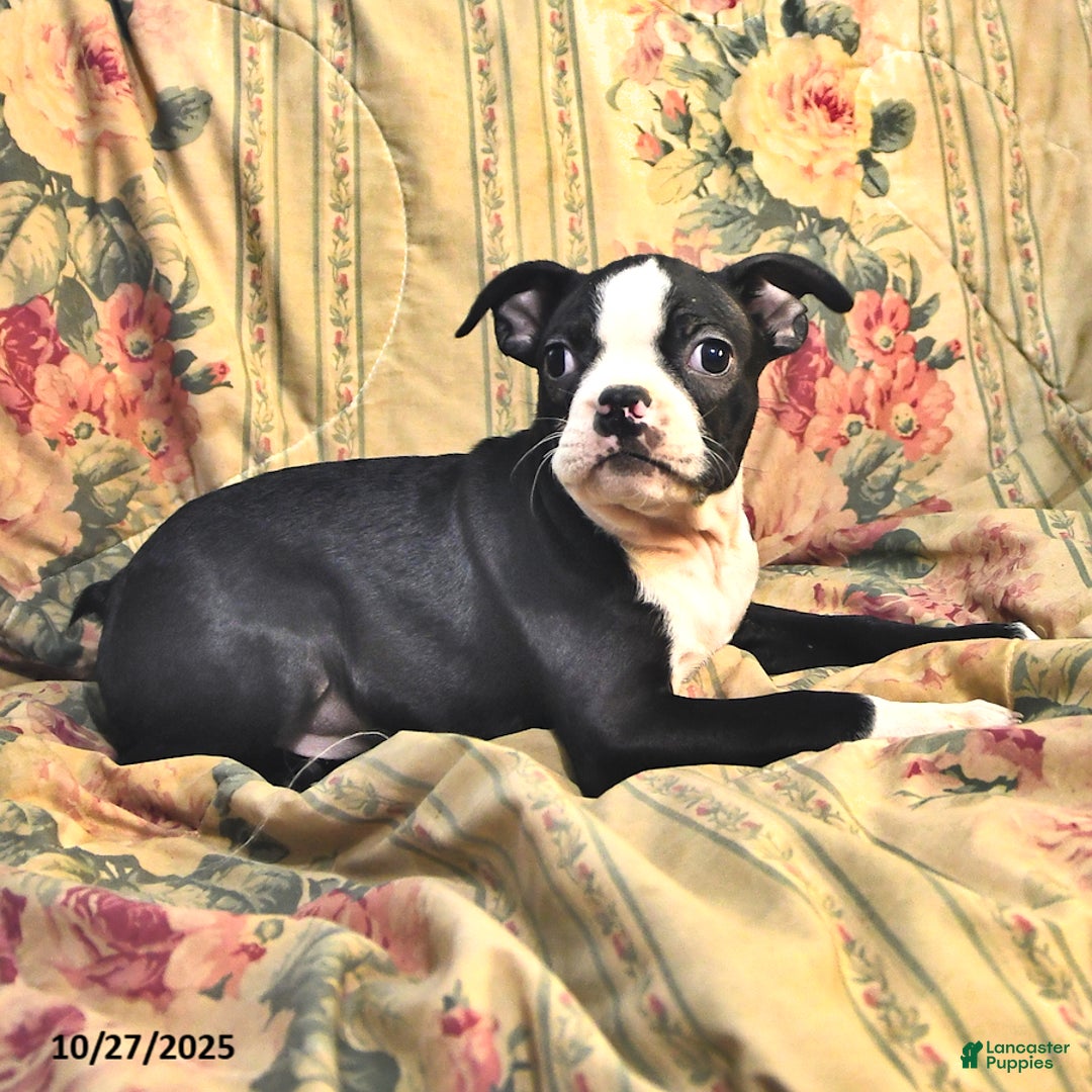 Boston Terrier dogs for sale: Murphy - Ad 6