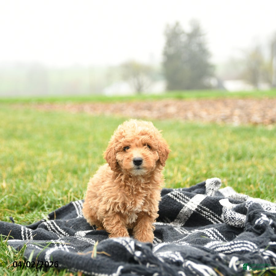 Mini Goldendoodle dogs Taters - Ad 2