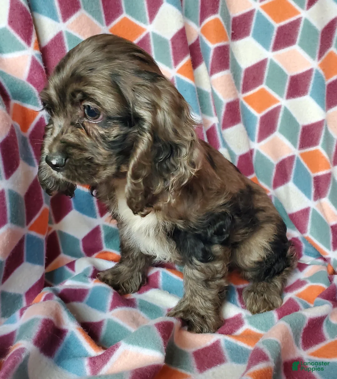Cocker Spaniel dogs for sale: Fiona - Ad 2