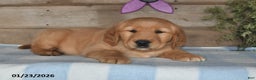 Golden Retriever dogs for sale: Prince - Ad 2