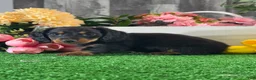 Miniature Dachshund dogs for sale: Digger - Ad 3