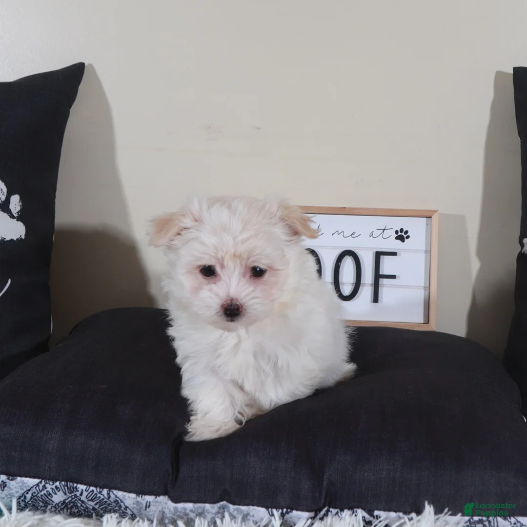 Havanese dogs for sale: Havanese Puppy Tanner - Ad 3