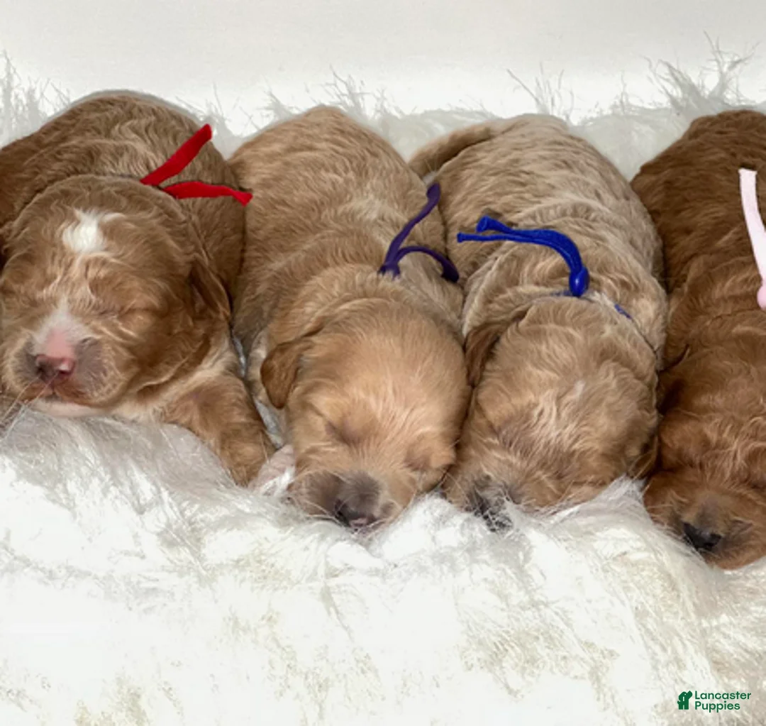Goldendoodle dogs for sale: Pink Girl - Ad 3