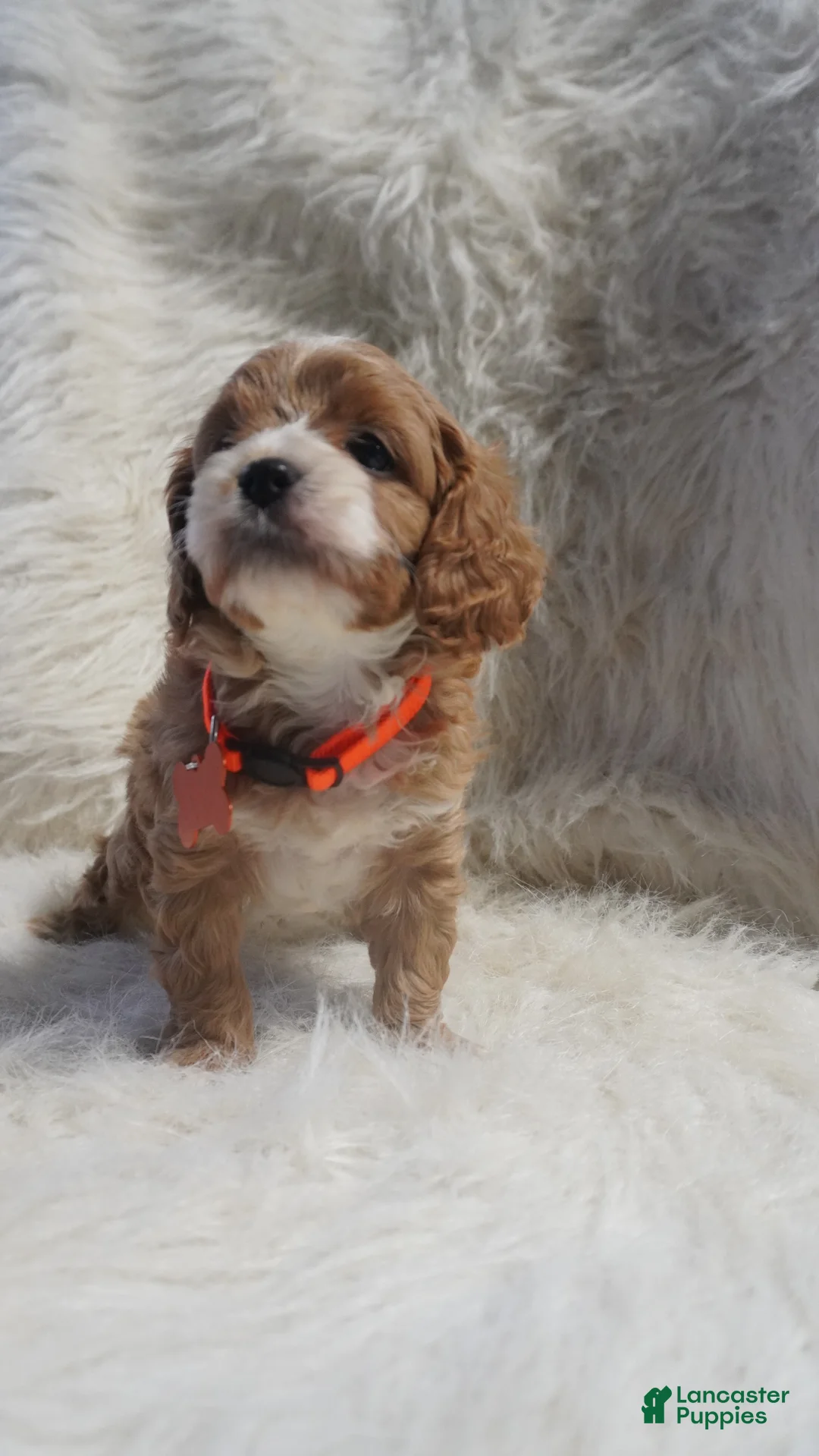 Cavapoo dogs for sale: Slider - Ad 3