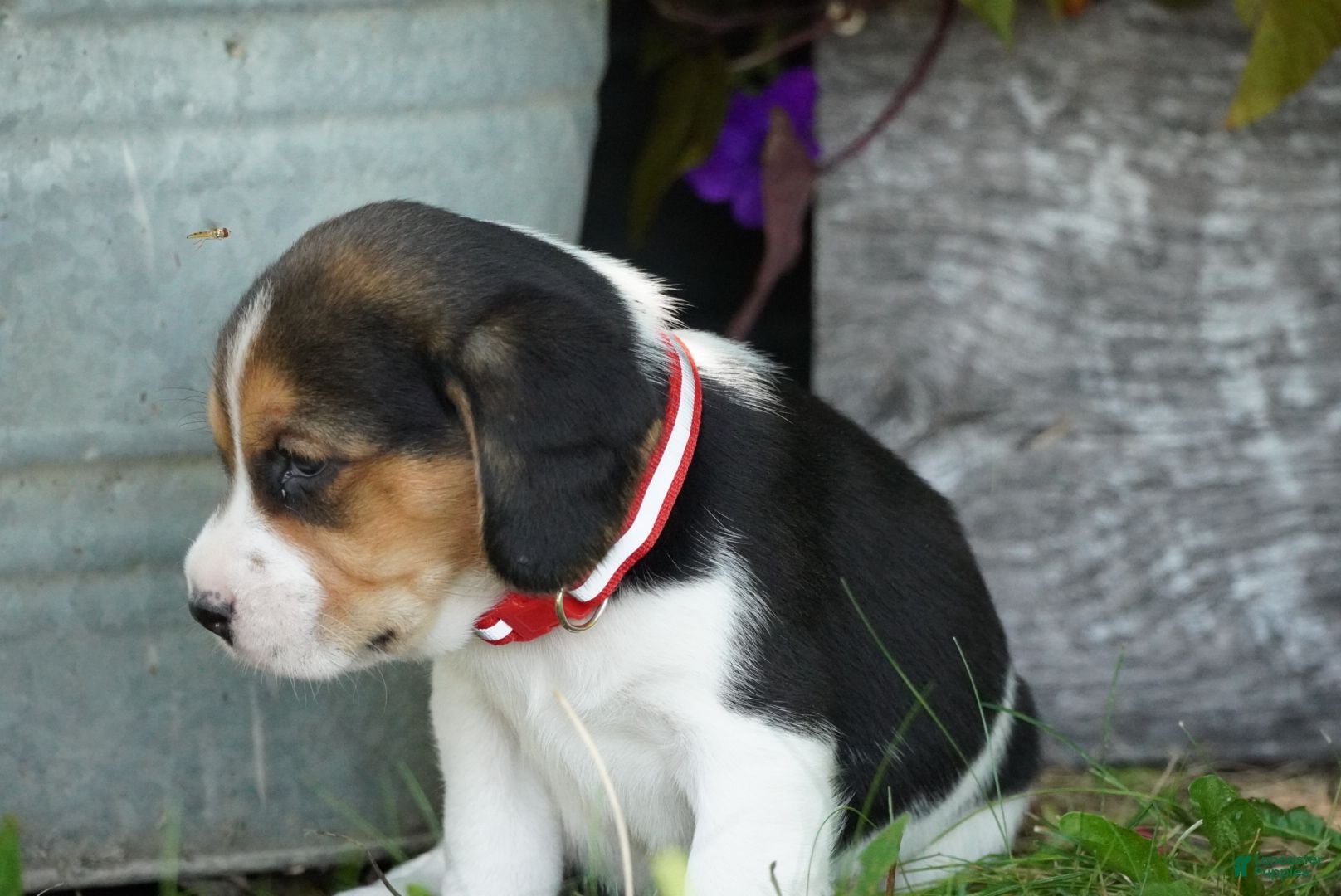 Beagle dogs Ranger - Ad 1