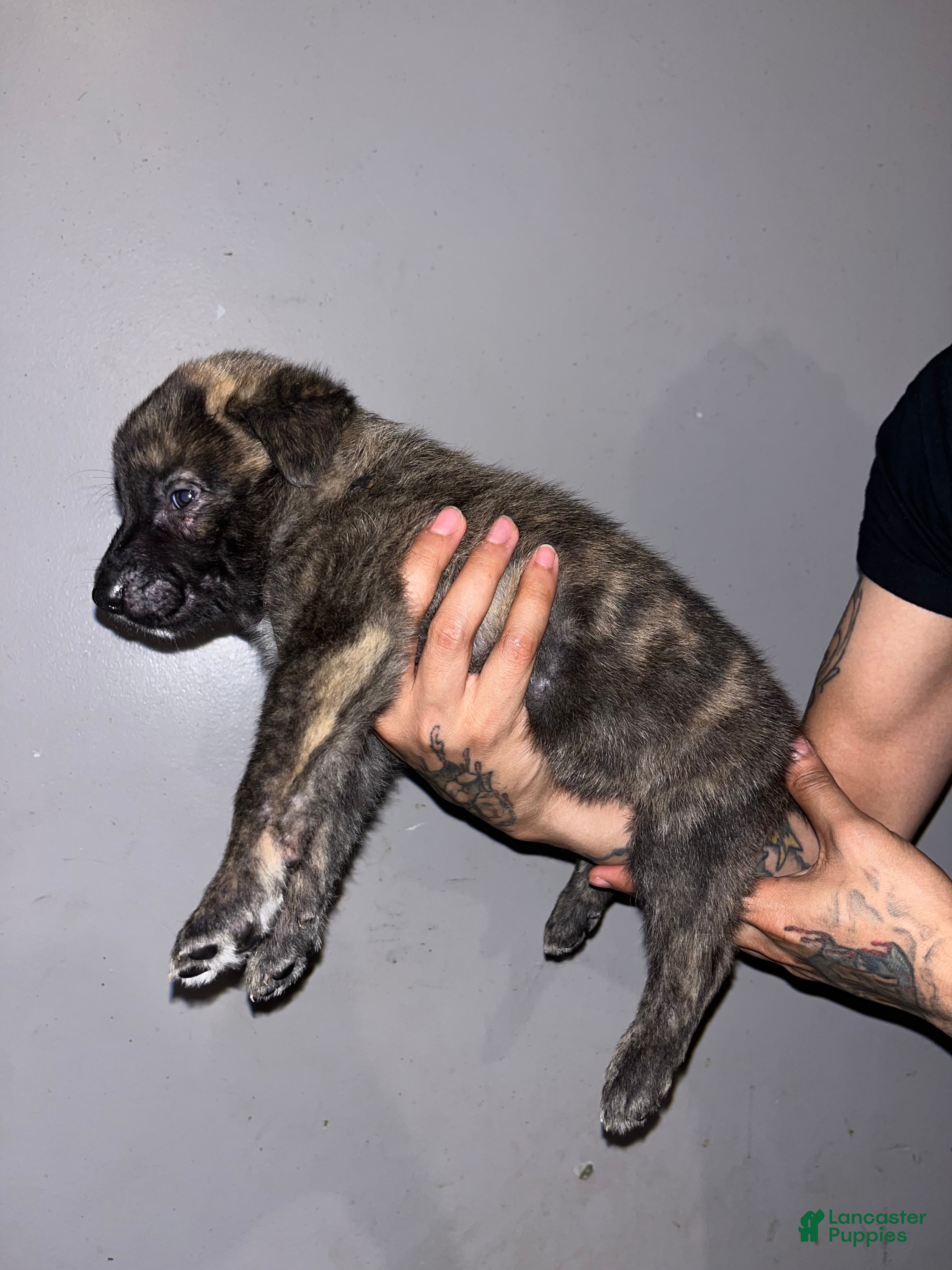 Mixed Breed dogs Black - Ad 1