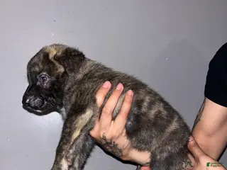 Mixed Breed dogs for sale: Black - Ad 2