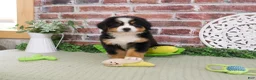 Bernese Mountain Dog dogs for sale: Freedom - Ad 6