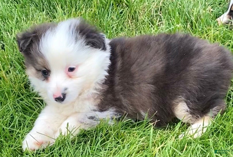 Mixed Breed dogs Jackson - Ad 4