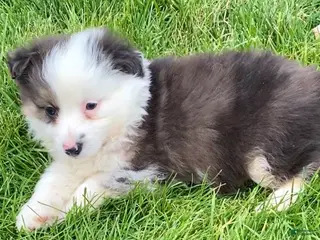 Mixed Breed dogs Jackson - Ad 35