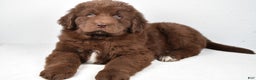 Newfoundland dogs for sale: Bailey - Ad 3