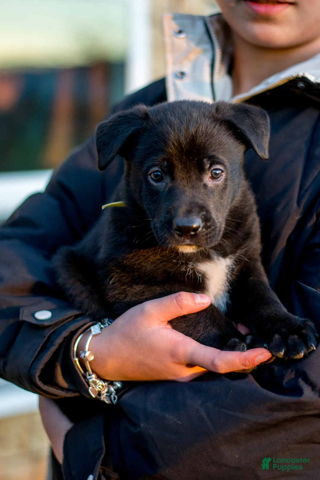 Mixed Breed dogs for sale: Mixed Breed Puppy 1 - Ad 3