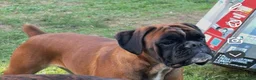 Boxer dogs for sale: Boxer Daisy & Lily Puppy 4 - Ad 2