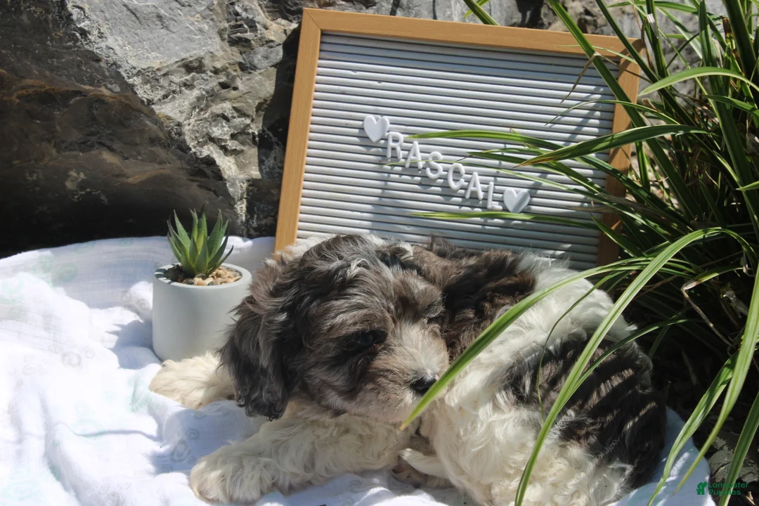 Cavapoo dogs for sale: Rascal - Ad 2