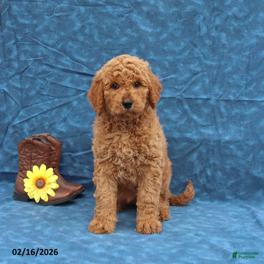 Goldendoodle dogs for sale: Judy - Ad 5