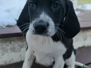 Other breed dogs Houdini - Ad 12