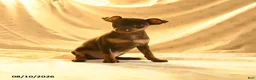 Miniature Pinscher dogs for sale: Ralph - Ad 3